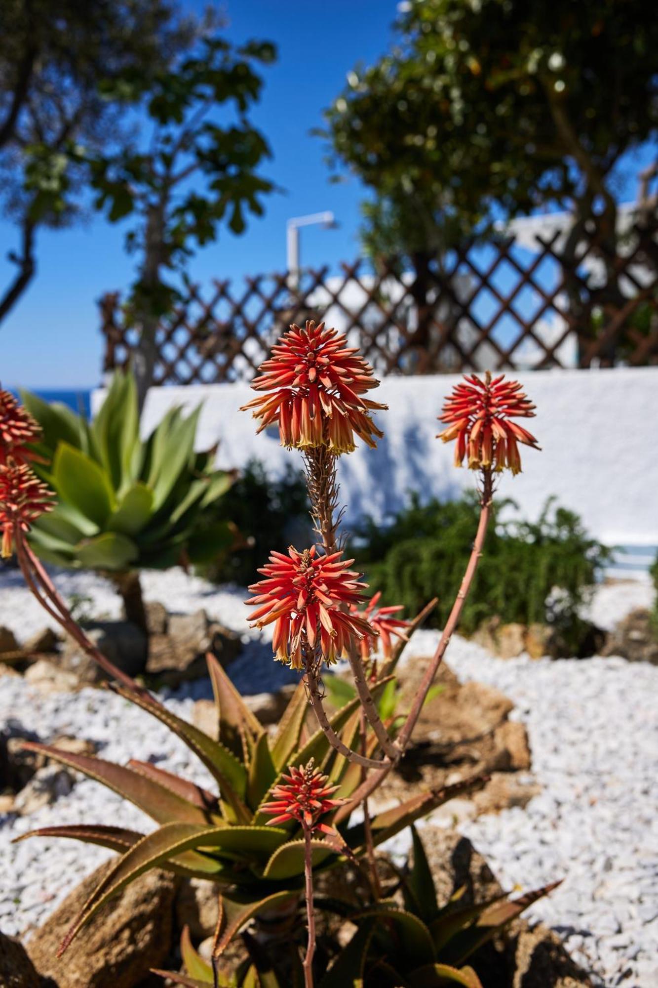 Sand Lily Villa Mykonos Mykonos Town Eksteriør bilde